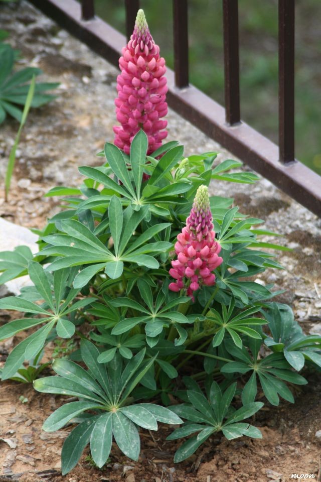 lupinus